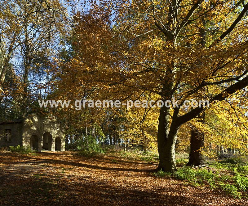 Blagdon Estate in Autumn near Cramlington, Northumberland