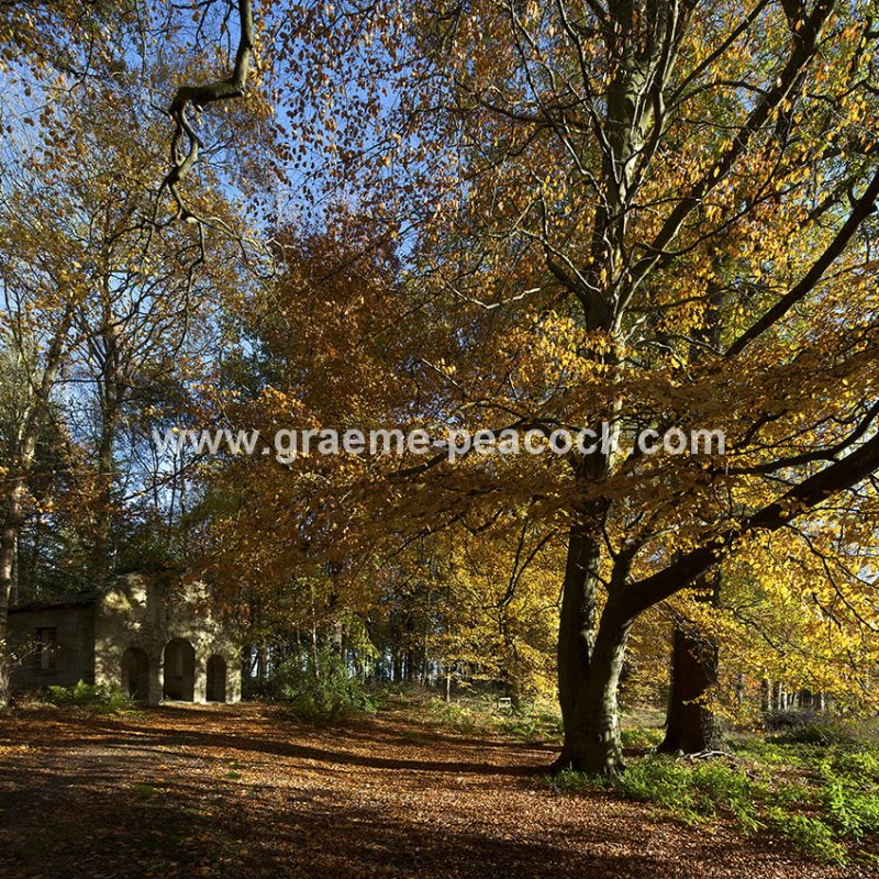 Blagdon Estate in Autumn near Cramlington, Northumberland