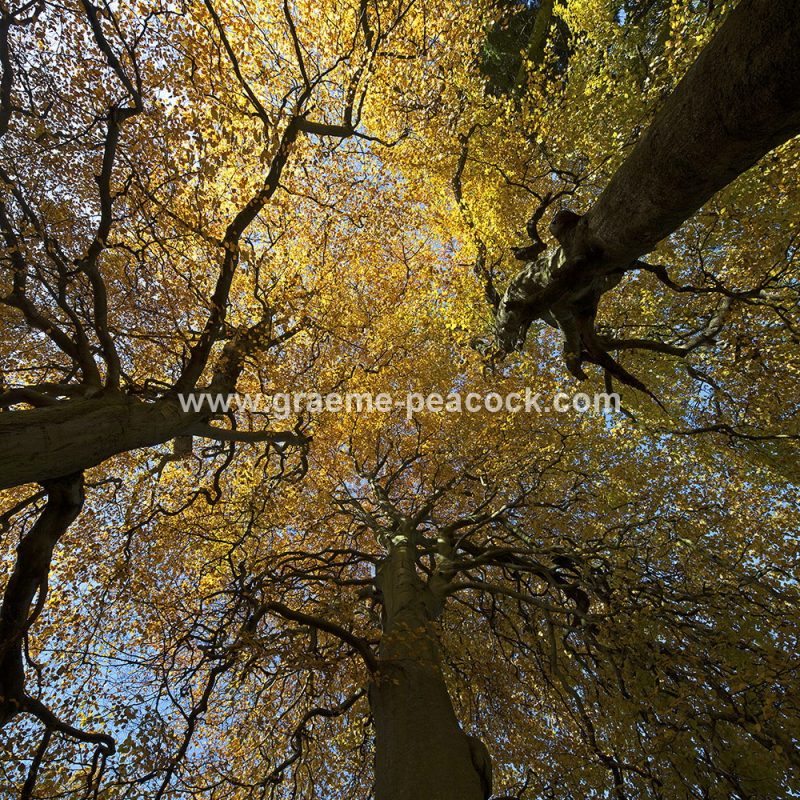 Blagdon Estate in Autumn near Cramlington, Northumberland