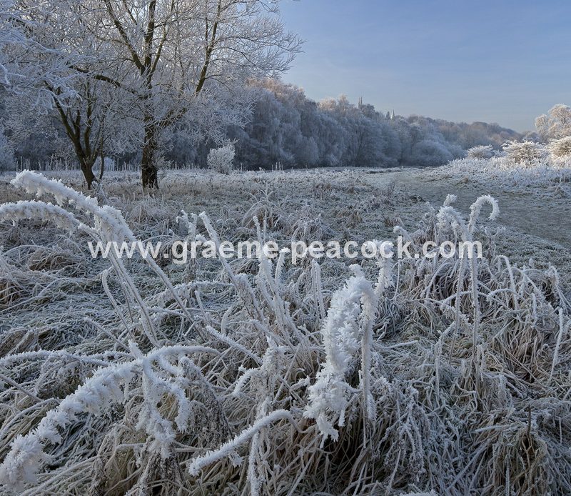 Ryton Willows and hoar frost near Ryton, Gateshead, Tyne and Wear