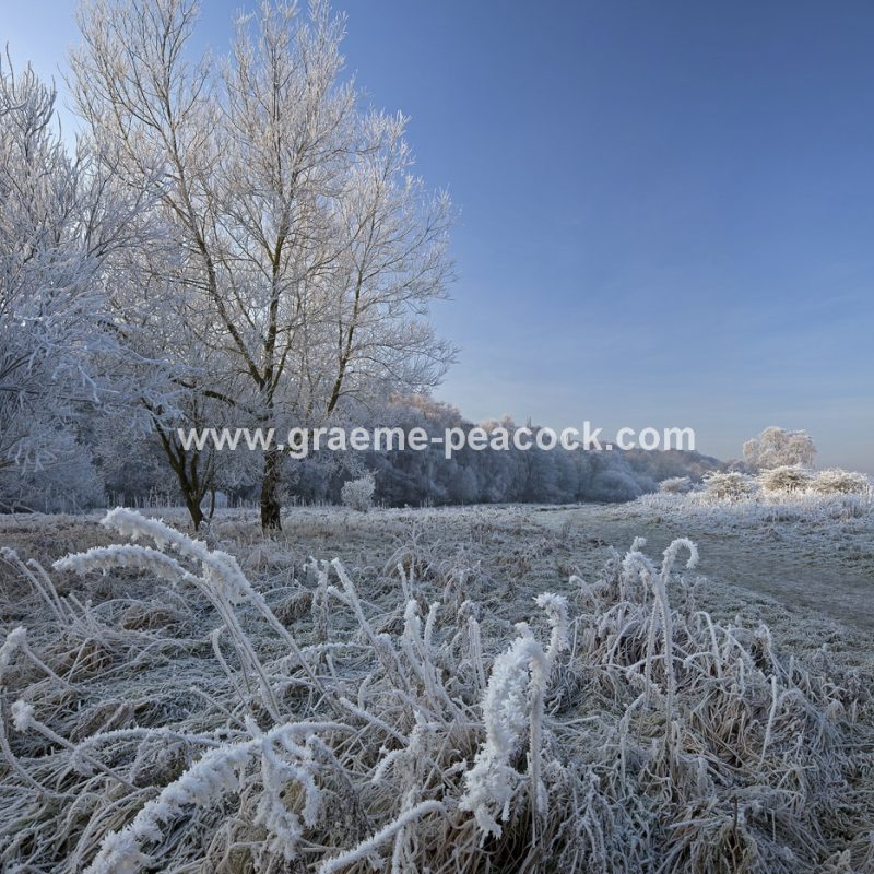 Ryton Willows and hoar frost near Ryton, Gateshead, Tyne and Wear