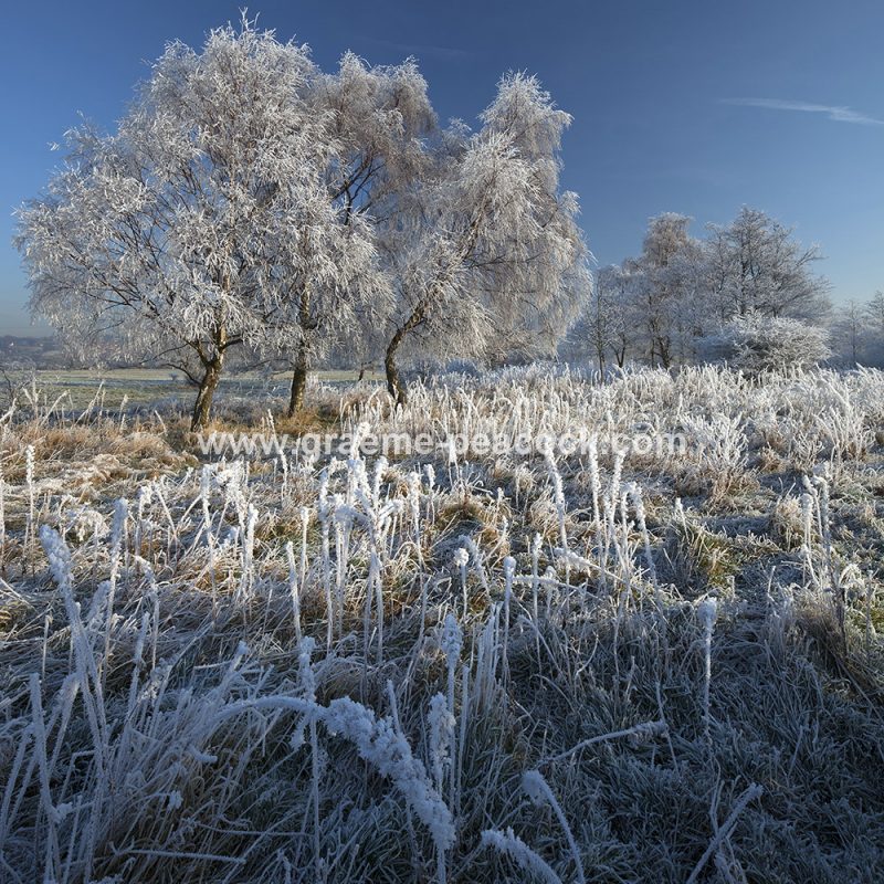 Ryton Willows and hoar frost near Ryton, Gateshead, Tyne and Wear