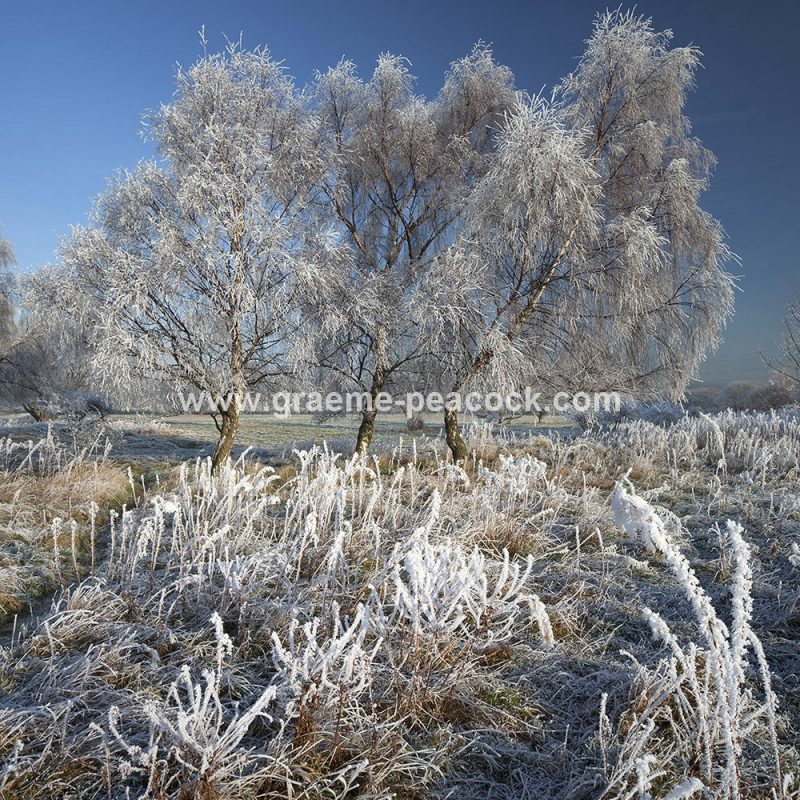 Ryton Willows and hoar frost near Ryton, Gateshead, Tyne and Wear
