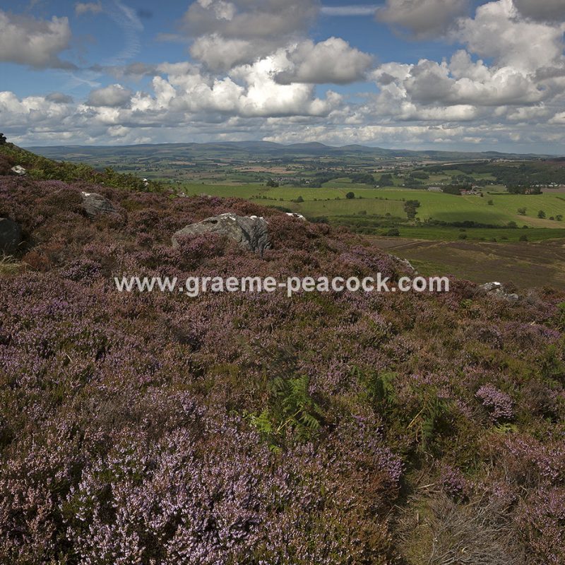 Heather moorland on Simonside in Coquetdale near Rothbury, Northumberland