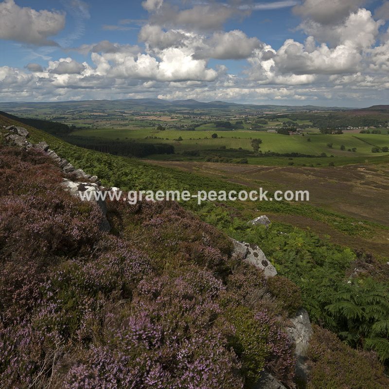 Heather moorland on Simonside in Coquetdale near Rothbury, Northumberland