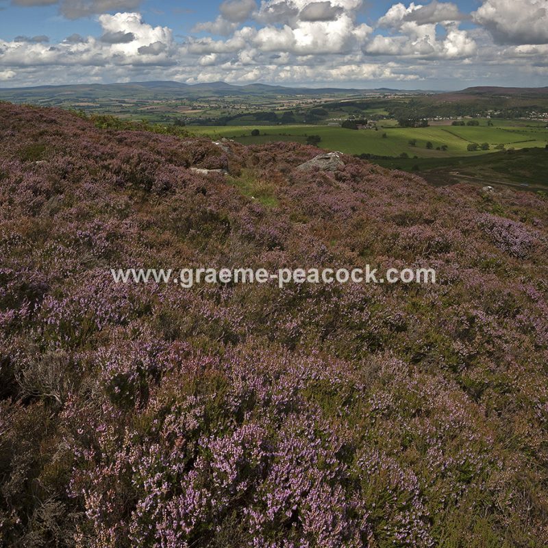 Heather moorland on Simonside in Coquetdale near Rothbury, Northumberland