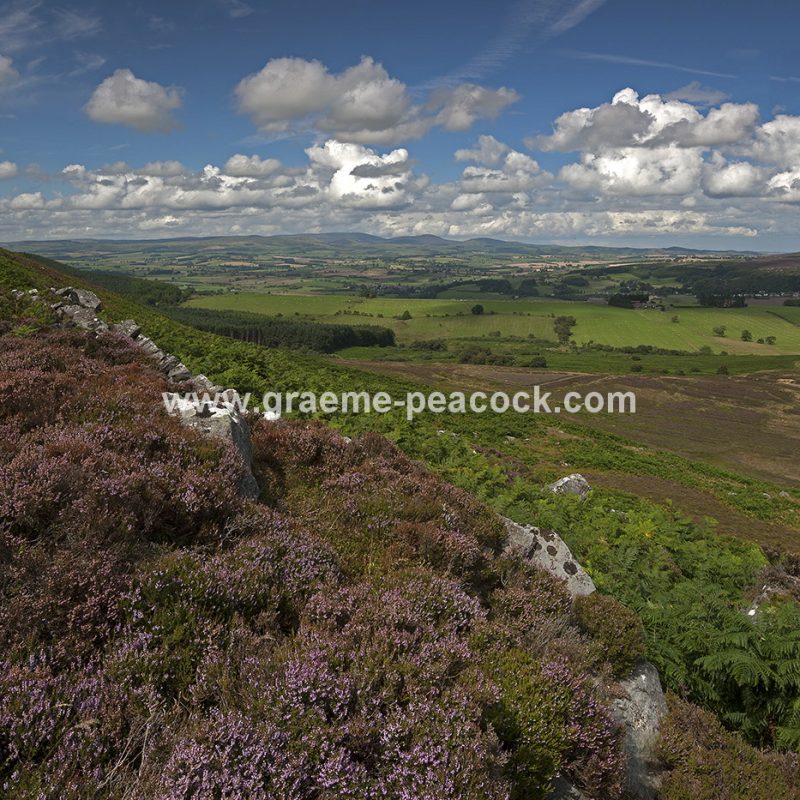 Heather moorland on Simonside in Coquetdale near Rothbury, Northumberland