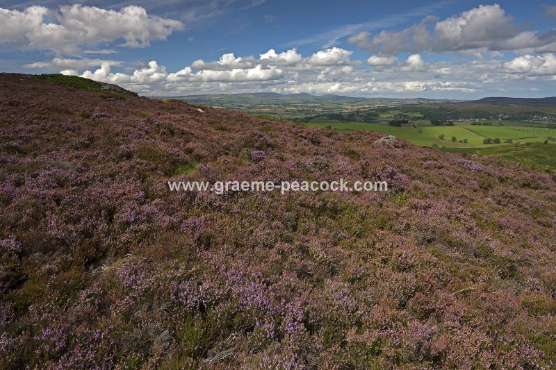 Heather moorland on Simonside in Coquetdale near Rothbury, Northumberland