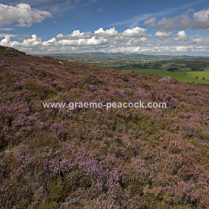 Heather moorland on Simonside in Coquetdale near Rothbury, Northumberland