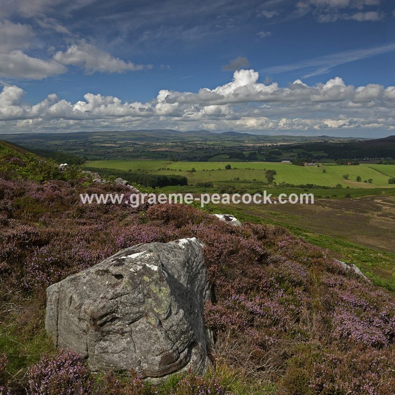 Heather moorland on Simonside in Coquetdale near Rothbury, Northumberland