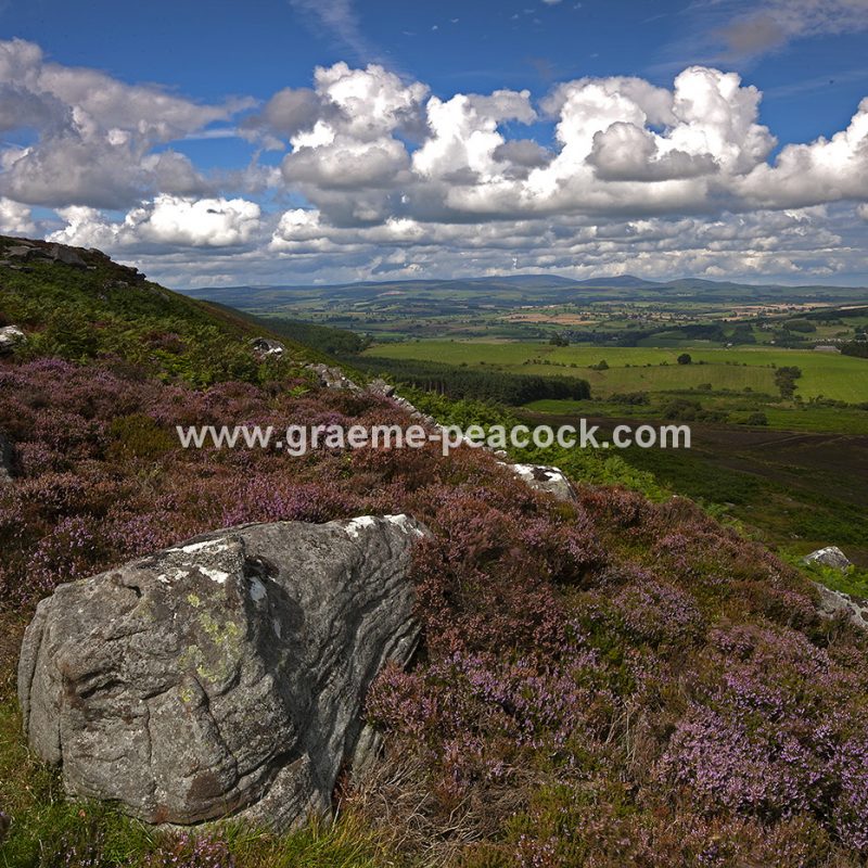 Heather moorland on Simonside in Coquetdale near Rothbury, Northumberland