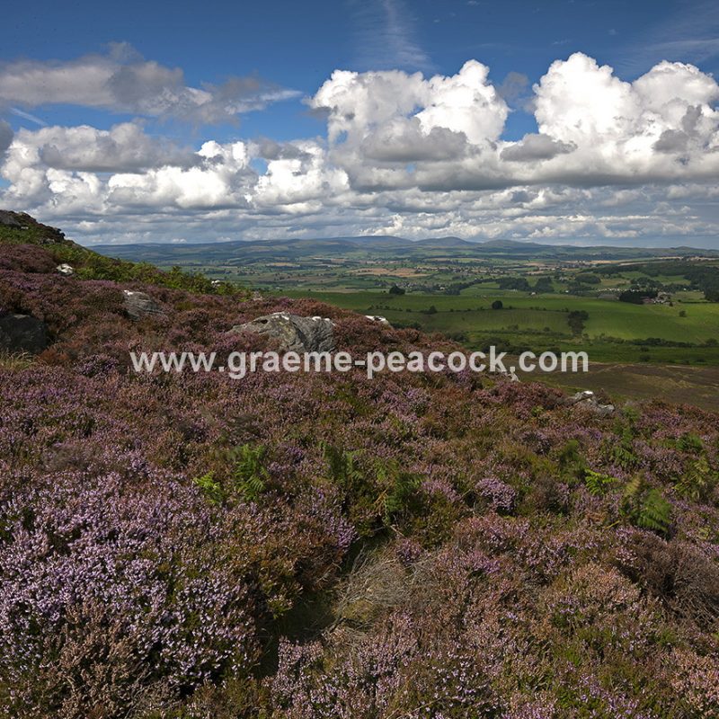Heather moorland on Simonside in Coquetdale near Rothbury, Northumberland