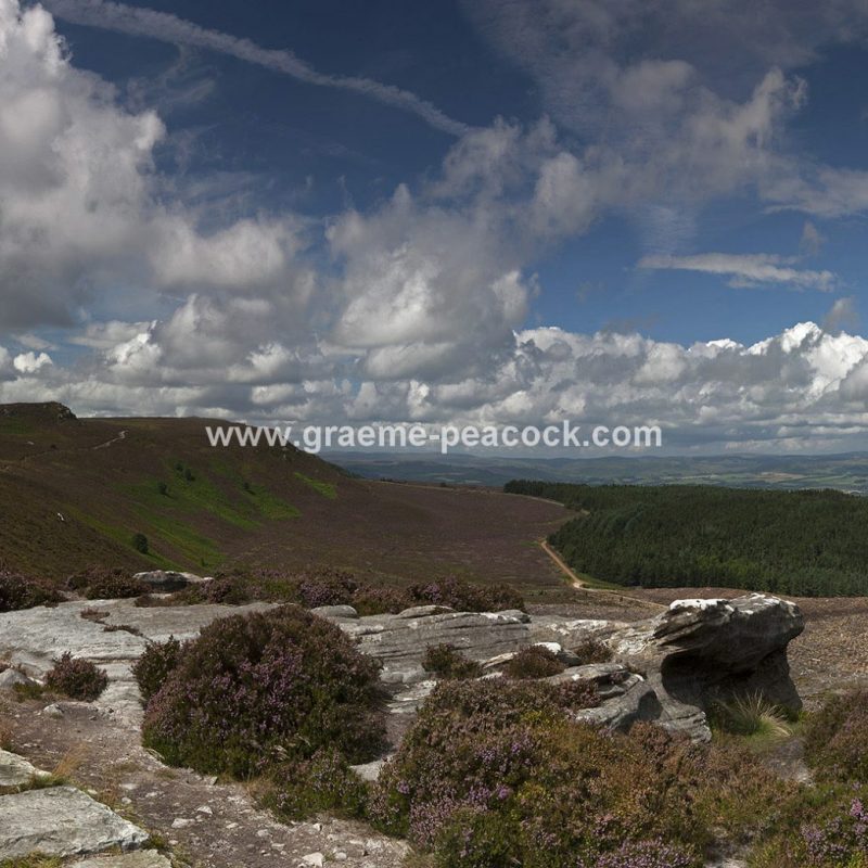 Heather moorland on Simonside in Coquetdale near Rothbury, Northumberland