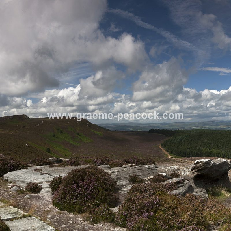 Heather moorland on Simonside in Coquetdale near Rothbury, Northumberland