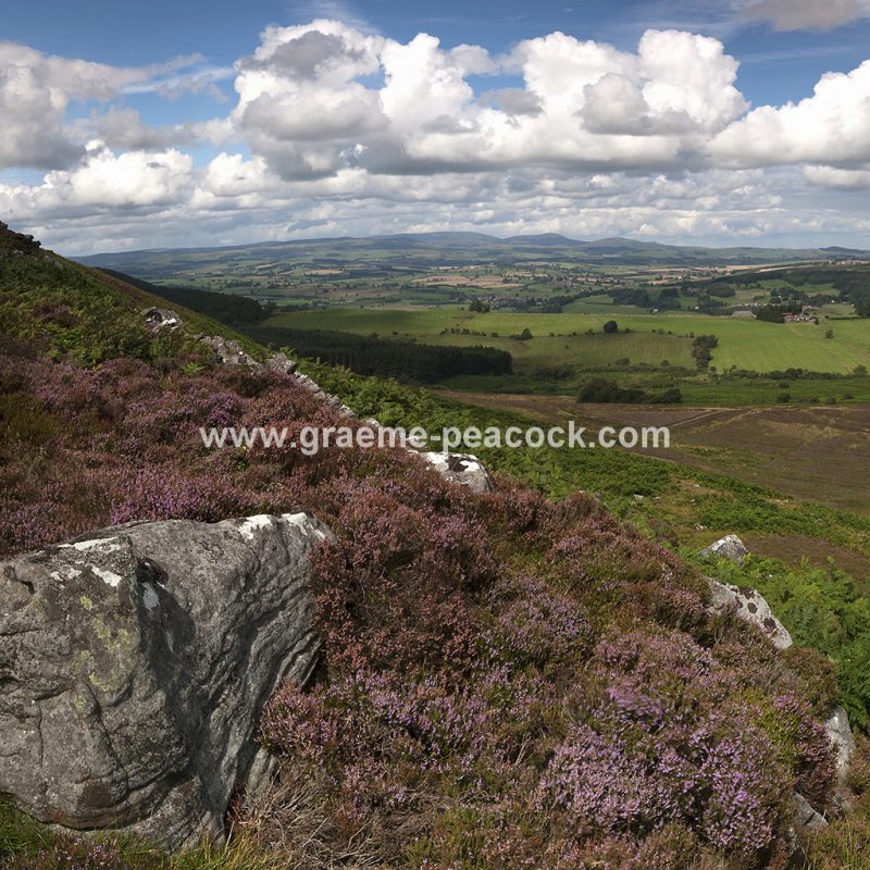 Heather moorland on Simonside in Coquetdale near Rothbury, Northumberland