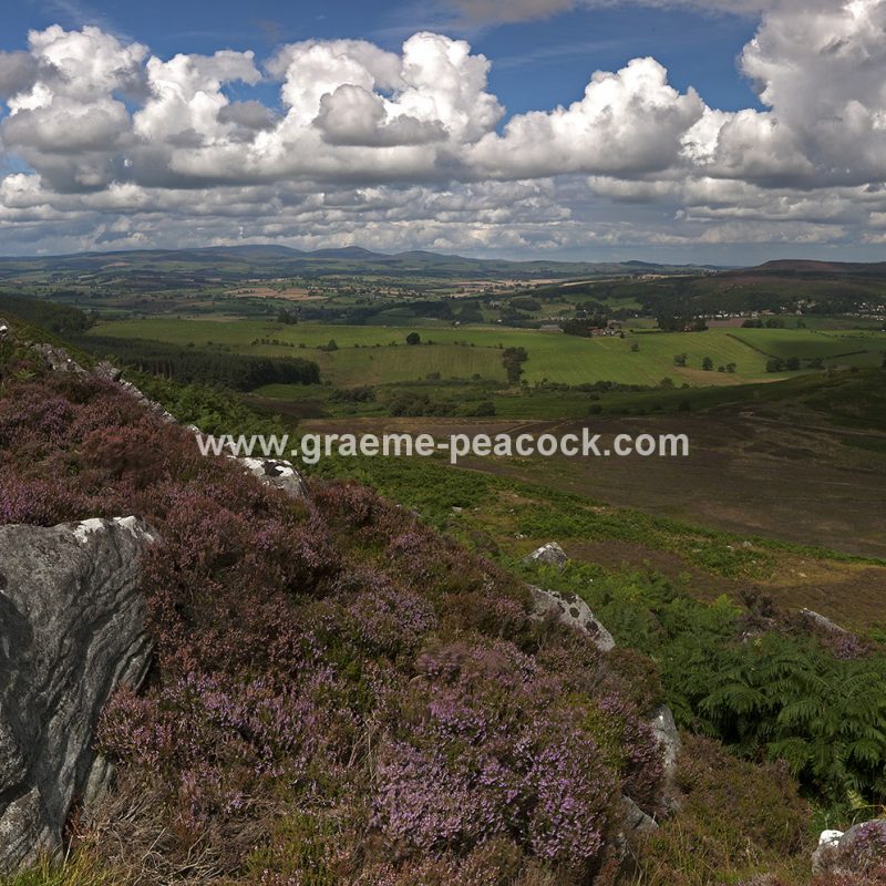 Heather moorland on Simonside in Coquetdale near Rothbury, Northumberland