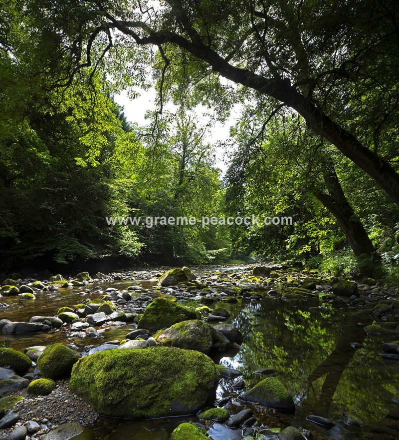 Allenbanks near Bardon Mill, Northumberland
