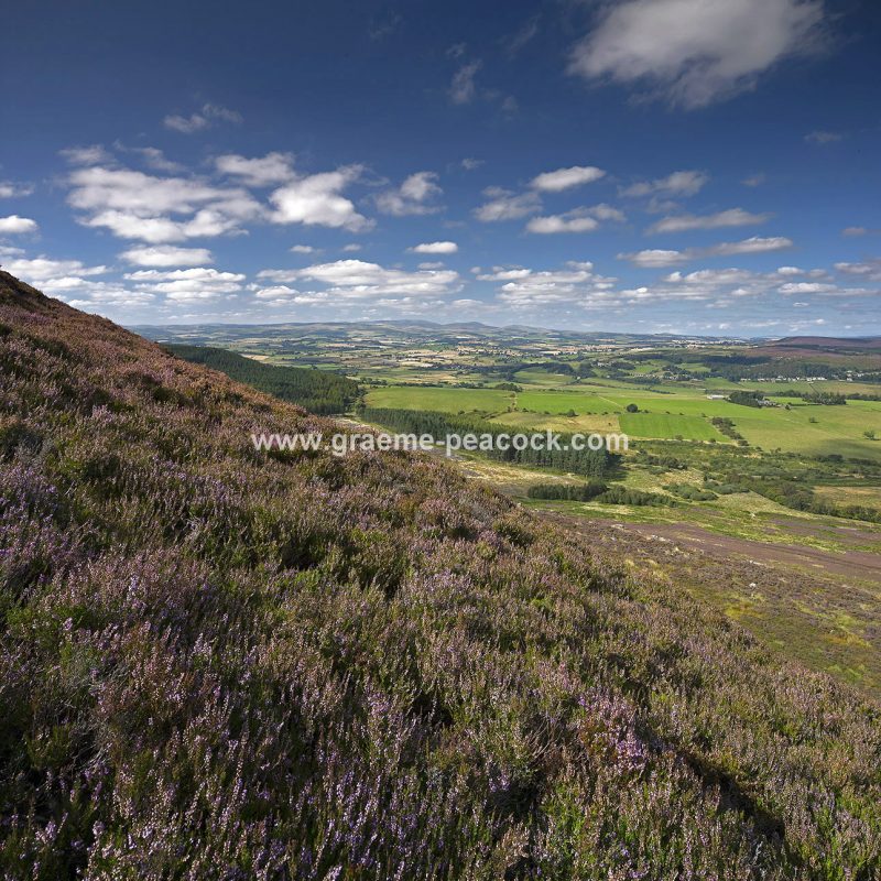 Heather moorland on Simonside in Coquetdale near Rothbury, Northumberland