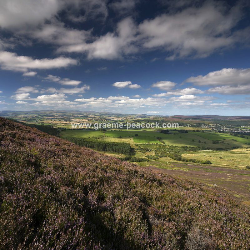 Heather moorland on Simonside in Coquetdale near Rothbury, Northumberland