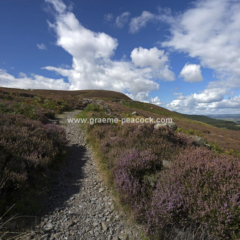 Heather moorland on Simonside in Coquetdale near Rothbury, Northumberland