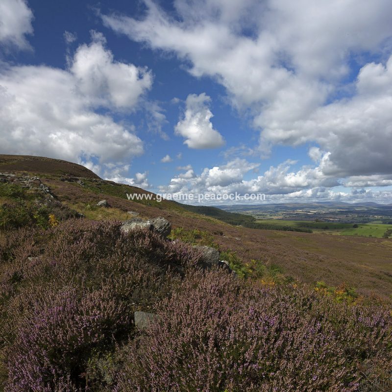 Heather moorland on Simonside in Coquetdale near Rothbury, Northumberland