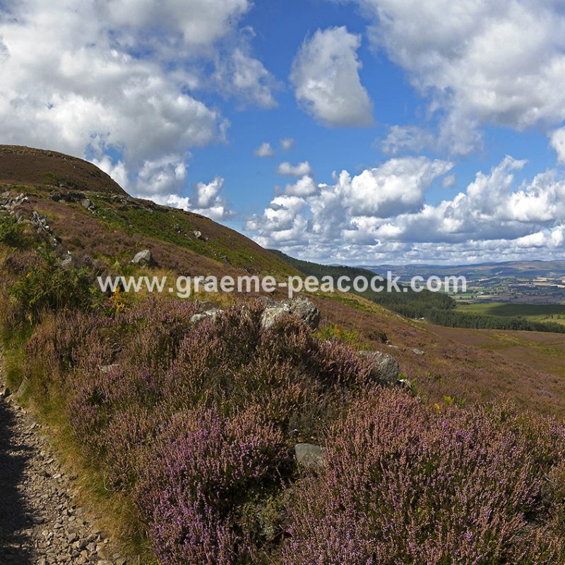 Heather moorland on Simonside in Coquetdale near Rothbury, Northumberland