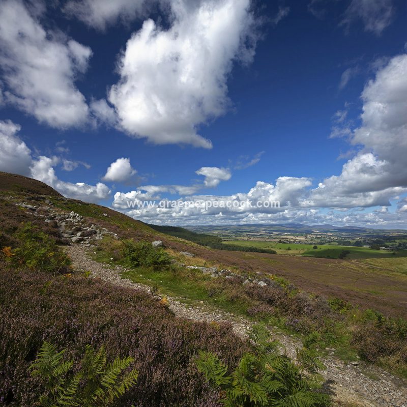 Heather moorland on Simonside in Coquetdale near Rothbury, Northumberland