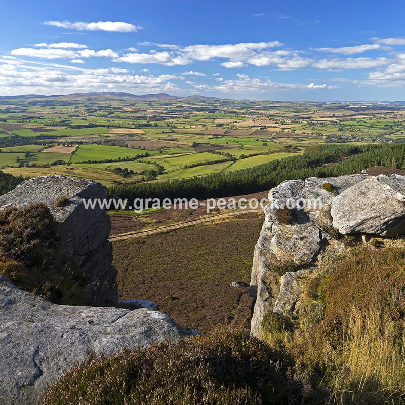 Heather moorland on Simonside in Coquetdale near Rothbury, Northumberland