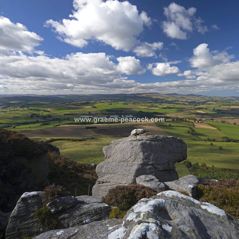 Heather moorland on Simonside in Coquetdale near Rothbury, Northumberland