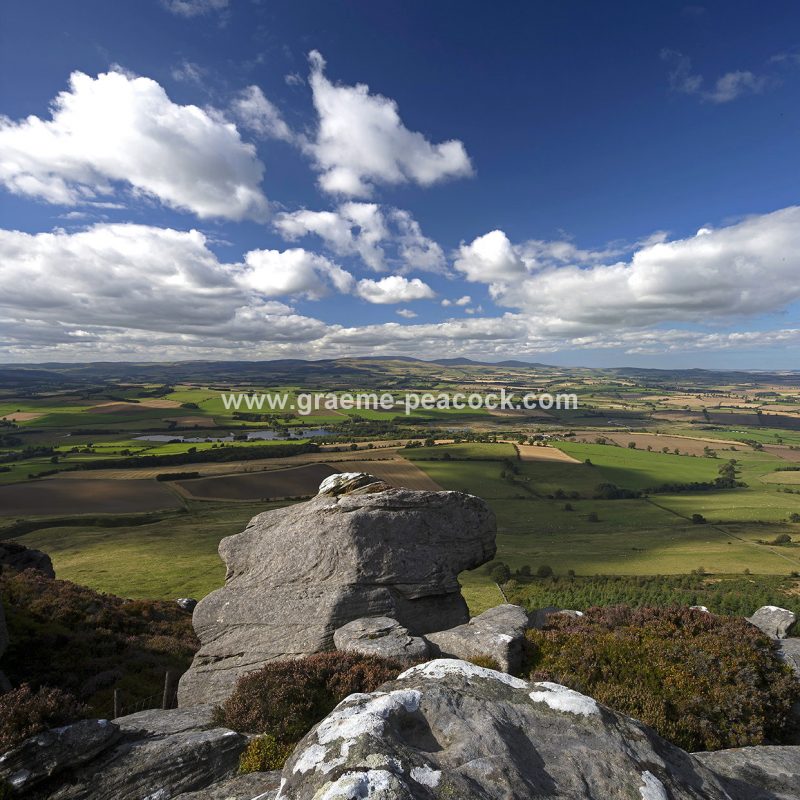 Heather moorland on Simonside in Coquetdale near Rothbury, Northumberland