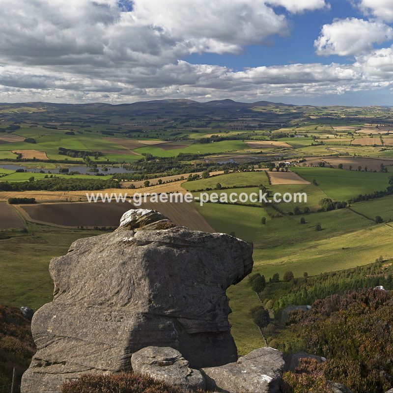 Heather moorland on Simonside in Coquetdale near Rothbury, Northumberland