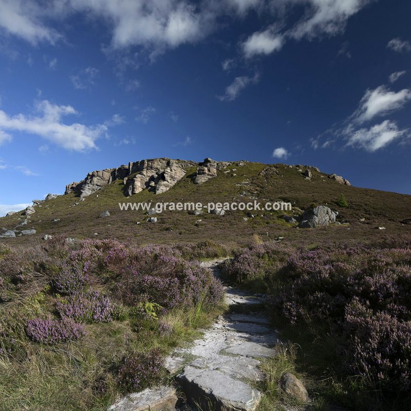 Heather moorland on Simonside in Coquetdale near Rothbury, Northumberland