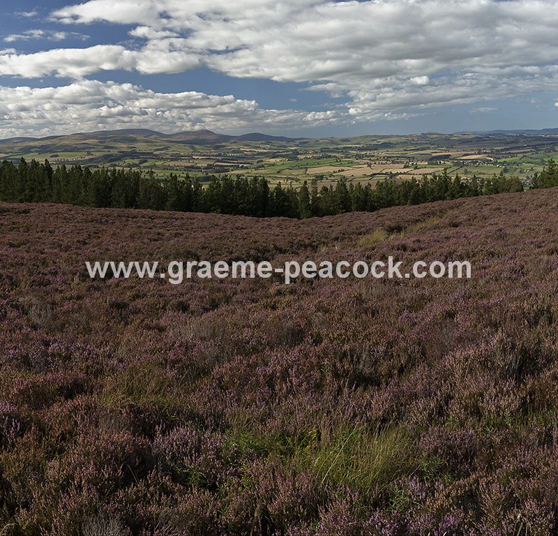 Heather moorland on Simonside in Coquetdale near Rothbury, Northumberland