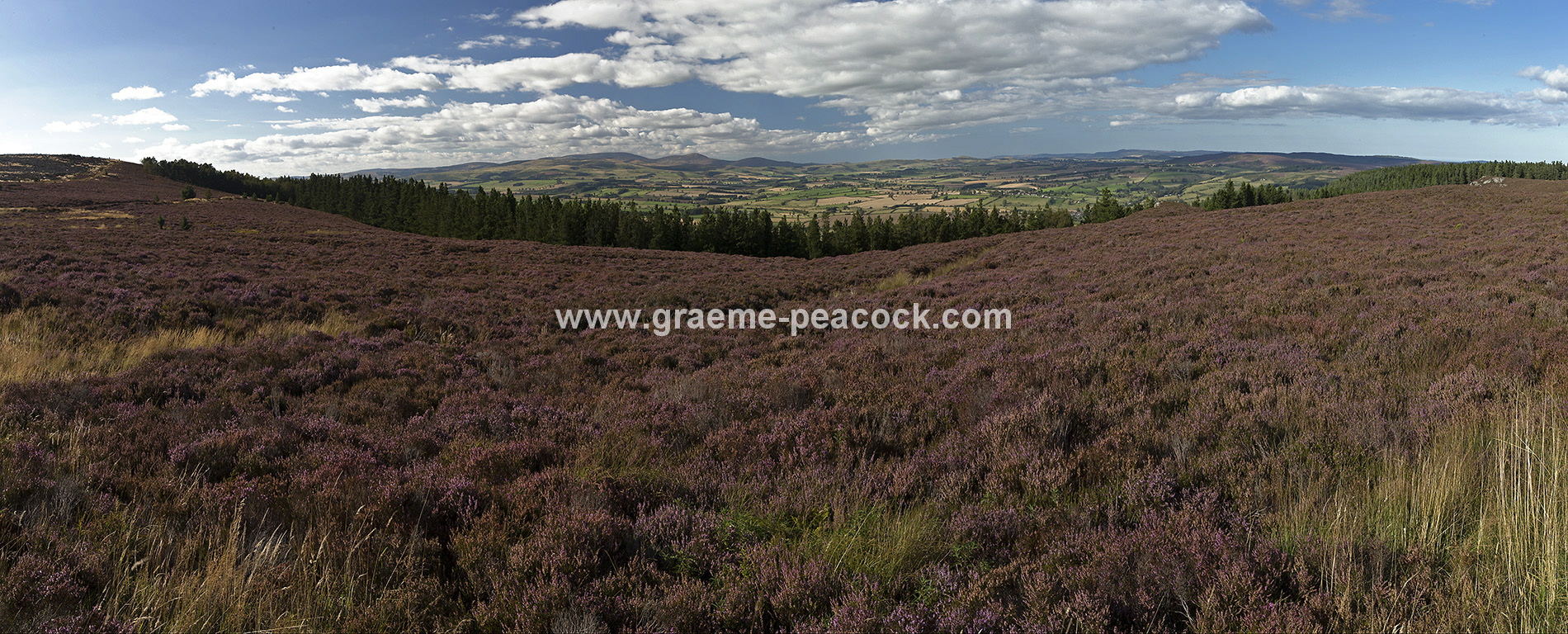 Heather moorland on Simonside in Coquetdale near Rothbury, Northumberland
