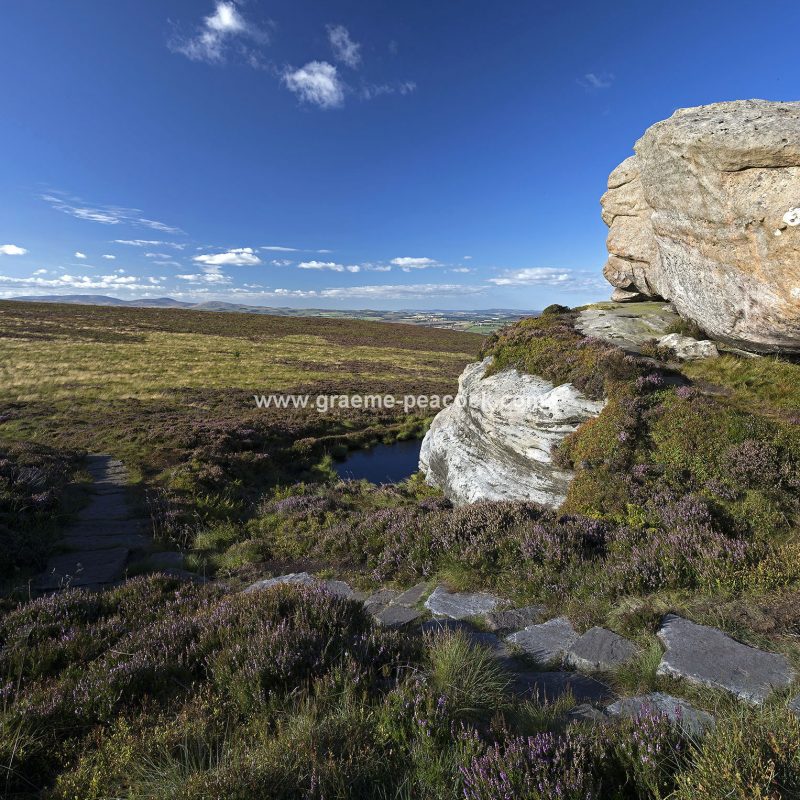Heather moorland on Simonside in Coquetdale near Rothbury, Northumberland