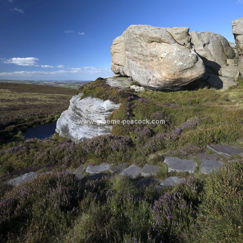 Heather moorland on Simonside in Coquetdale near Rothbury, Northumberland