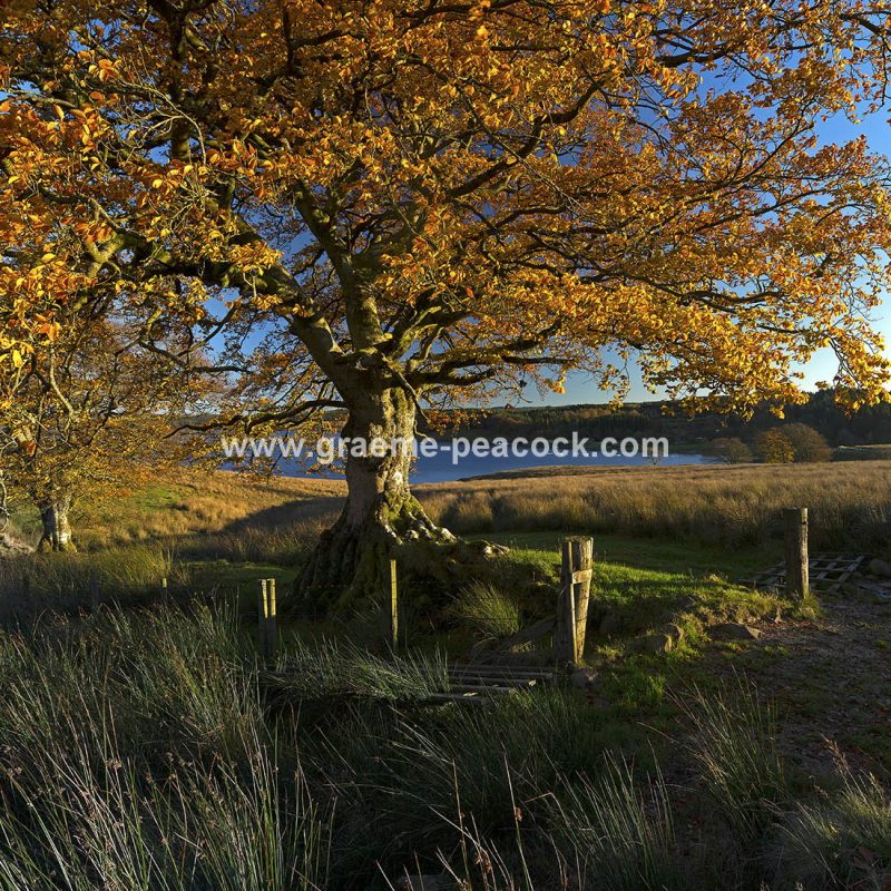 Kielder Water & Kielder Forest Park in Autumn, Kielder, Northumberland