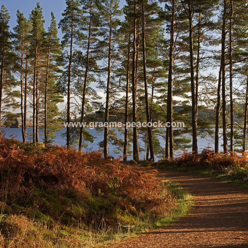 Kielder Water & Kielder Forest Park in Autumn, Kielder, Northumberland