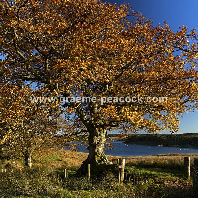 Kielder Water & Kielder Forest Park in Autumn, Kielder, Northumberland
