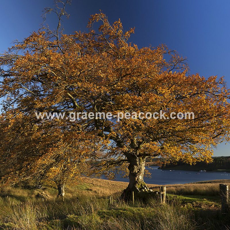 Kielder Water & Kielder Forest Park in Autumn, Kielder, Northumberland