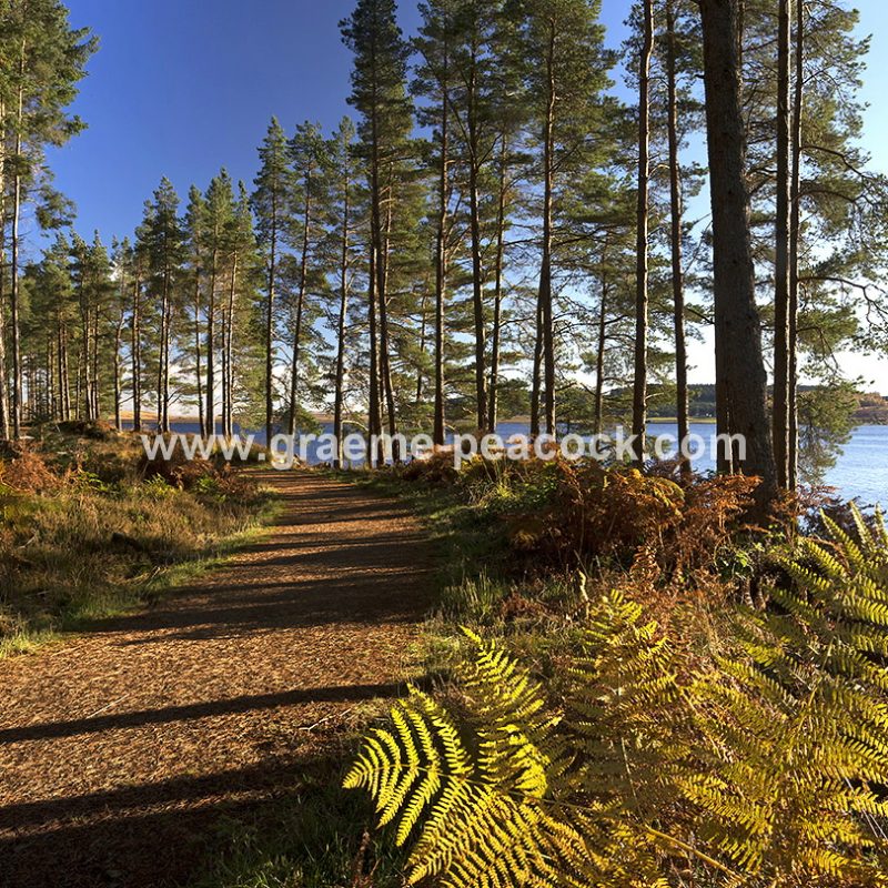 Kielder Water & Kielder Forest Park in Autumn, Kielder, Northumberland