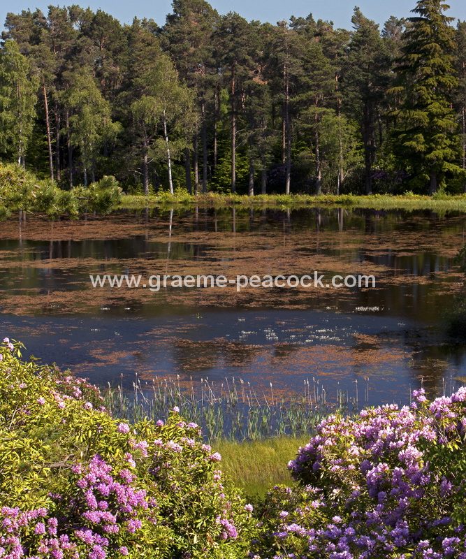 Cragside Estate near Rothbury, Northumberland (National Trust)