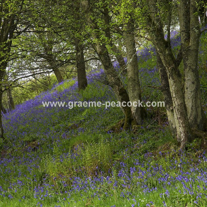 Bluebell woodland near Kirkwhelpington, Northumberland