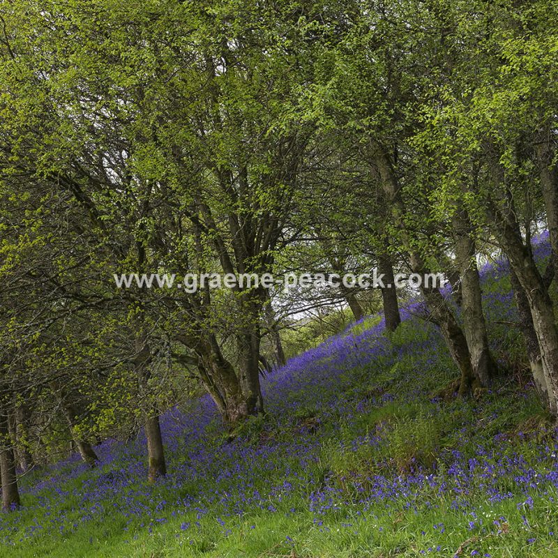 Bluebell woodland near Kirkwhelpington, Northumberland