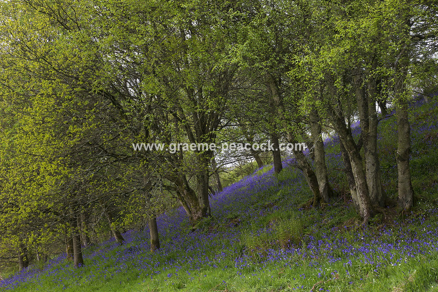 Bluebell woodland near Kirkwhelpington, Northumberland