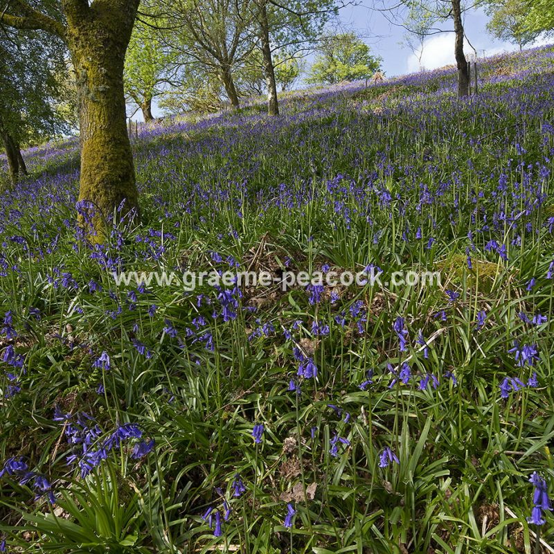 Bluebell woodland near Kirkwhelpington, Northumberland