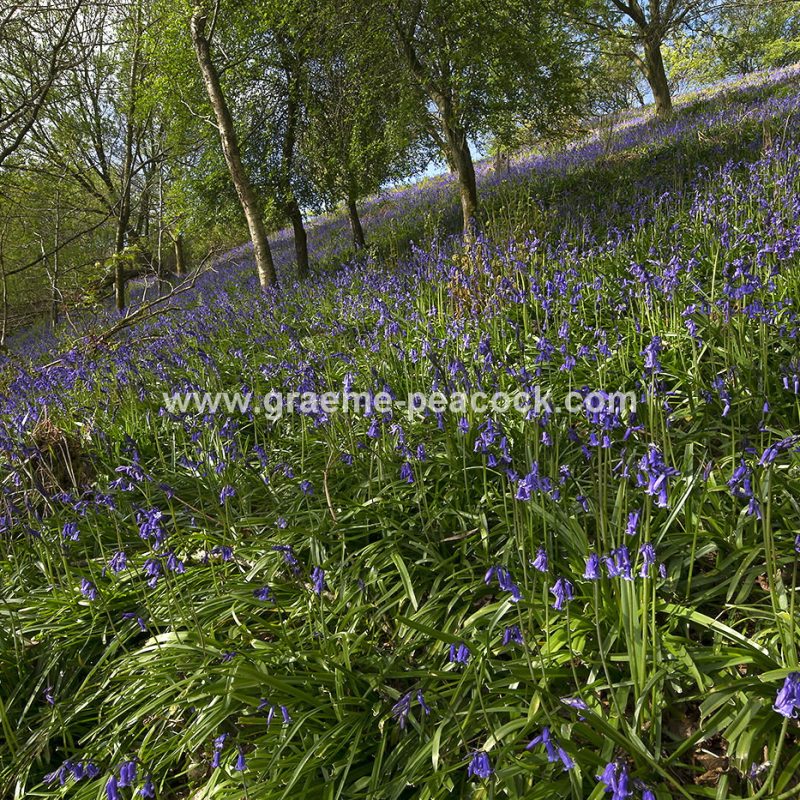 Bluebell woodland near Kirkwhelpington, Northumberland