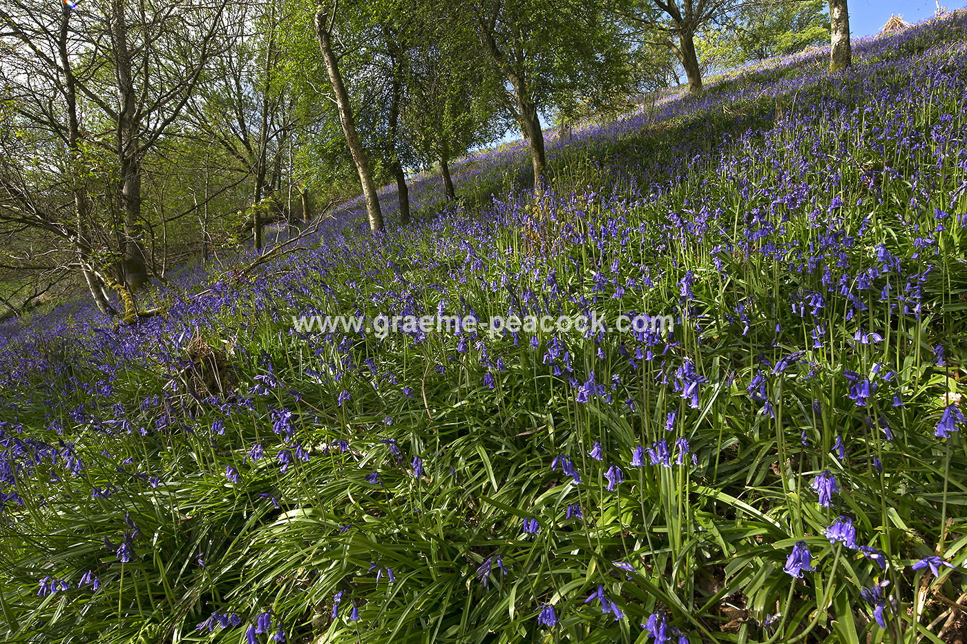 Bluebell woodland near Kirkwhelpington, Northumberland