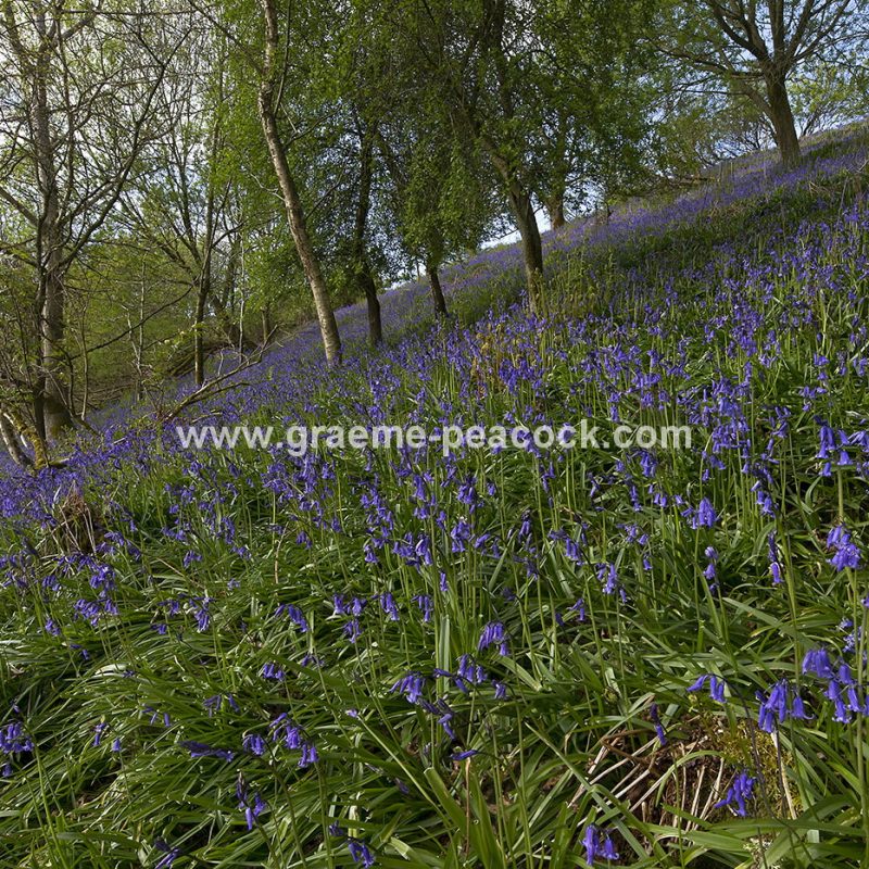 Bluebell woodland near Kirkwhelpington, Northumberland
