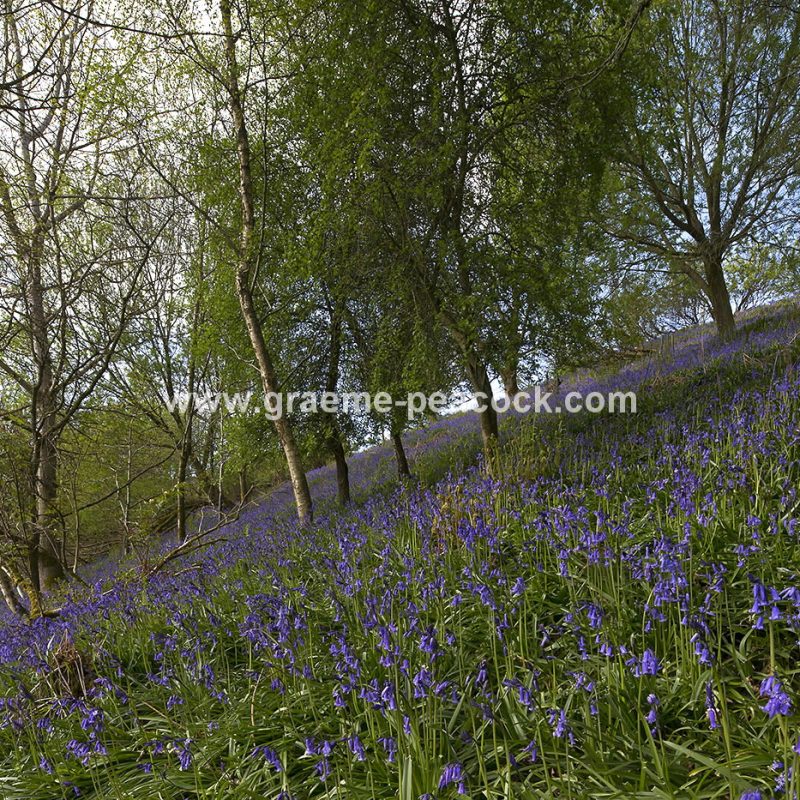 Bluebell woodland near Kirkwhelpington, Northumberland